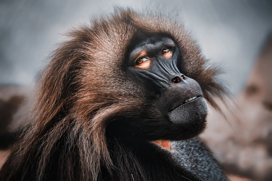 Mannelijke gelada