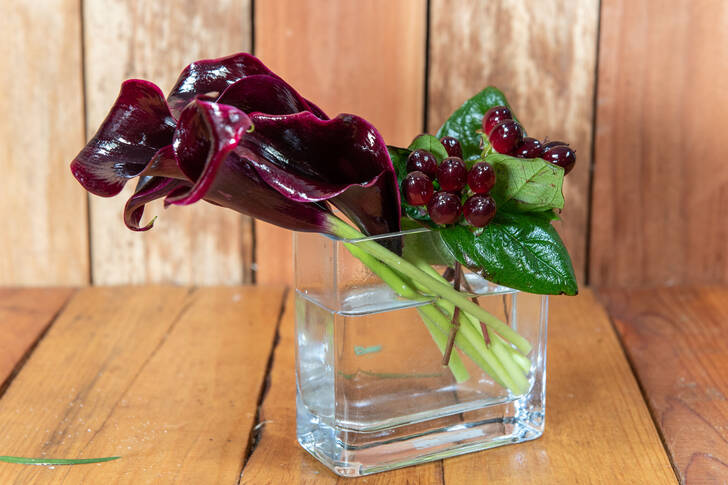 Burgundy callas in a vase