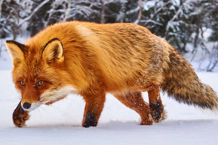 Fox in the winter forest