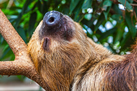 Sleeping sloth on a tree