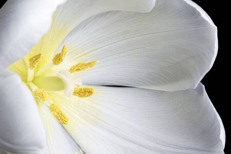 Tulipán blanco