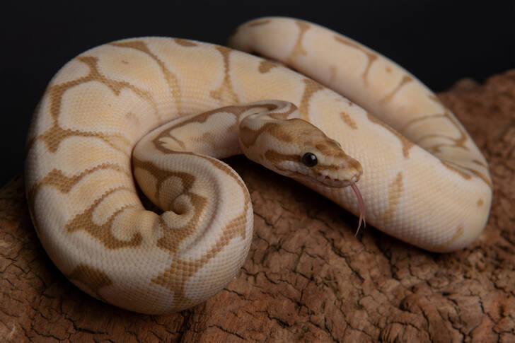 Albino kunglig python