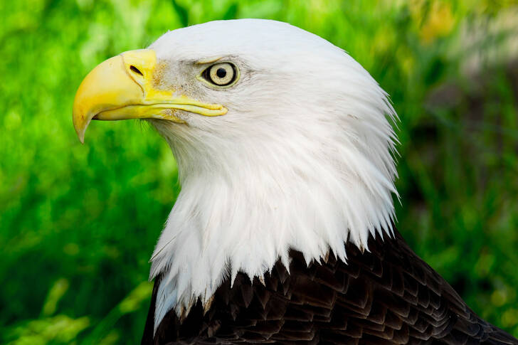 Bald eagle in profile