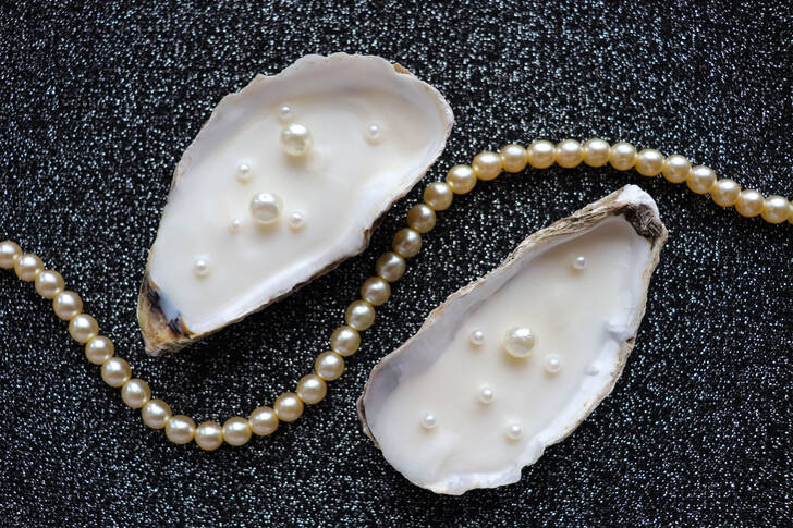 Muszle morskie i perły