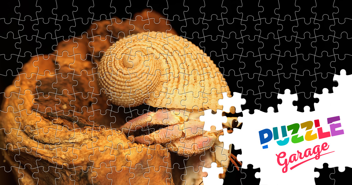Cancer hermit Jigsaw Puzzle (Animals, Marine life) Puzzle Garage
