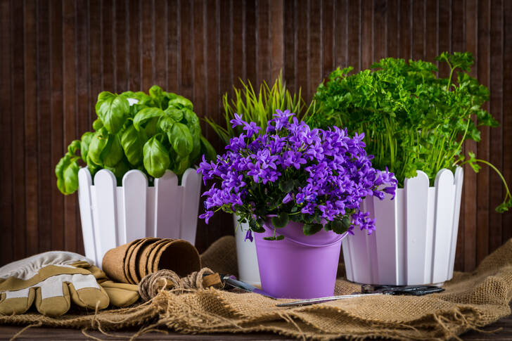 Flowers and herbs in pots