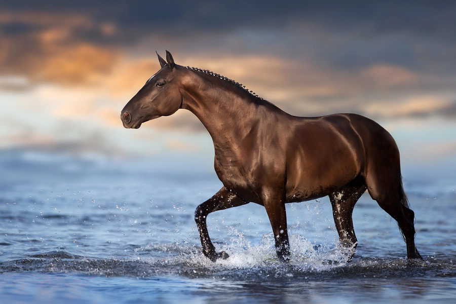 Hingst i vatten
