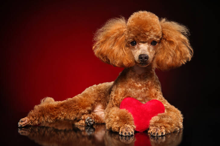 Poodle with red heart