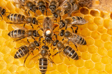 Abelhas no favo de mel
