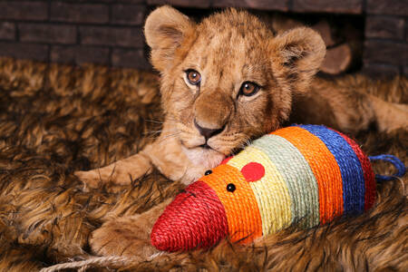 Filhote de leão com um brinquedo