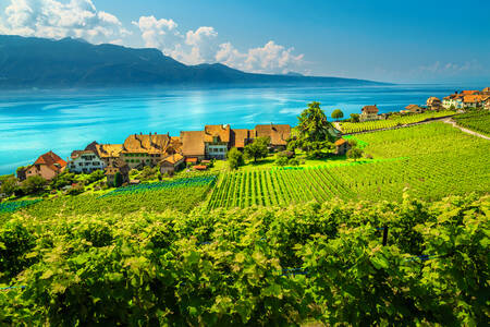Wijngaarden in de buurt van het Meer van Genève