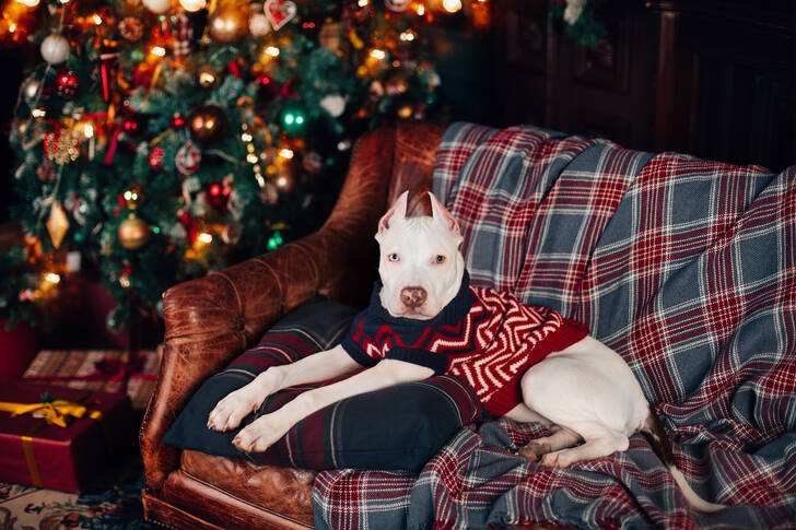 Pit bull terrier puppy on the sofa