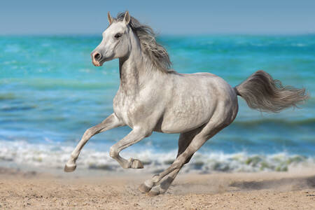 Grijs paard op het strand