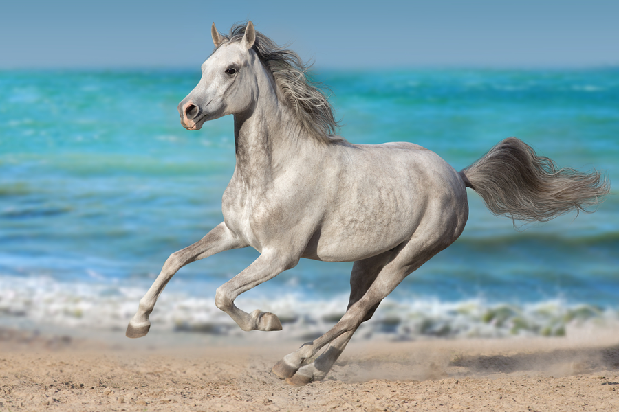 ビーチの灰色の馬
