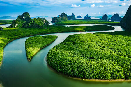 Šume mangrova u Tajlandu