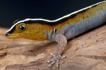 Gestreifter Gecko