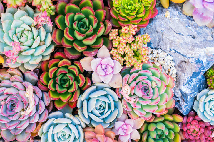 Vue de dessus des plantes succulentes