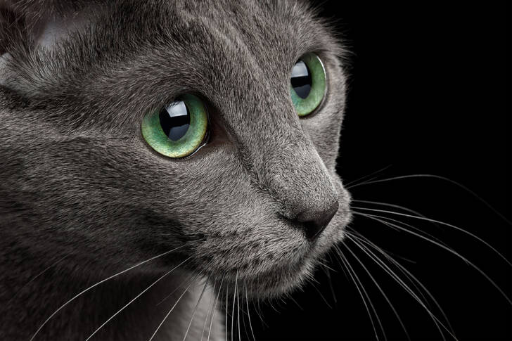 Retrato de un gato azul ruso