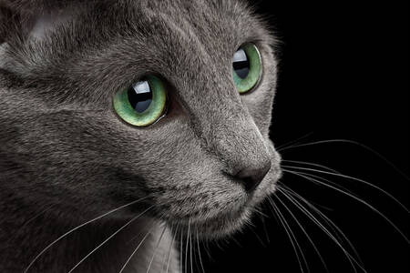 Portret ruske plave mačke
