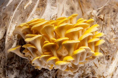 Funghi ostrica