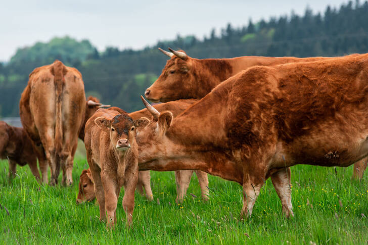 A herd of cows in a pasture