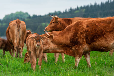 Stádo krav na pastvině
