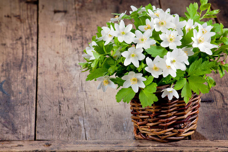 Μπουκέτο με λευκά ανοιξιάτικα λουλούδια
