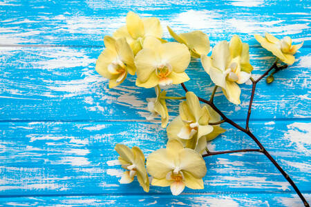 Gele orchideeën