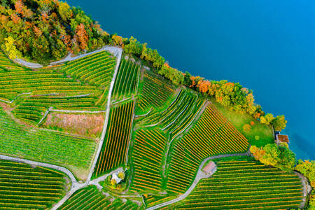 Top uitzicht op de wijngaarden
