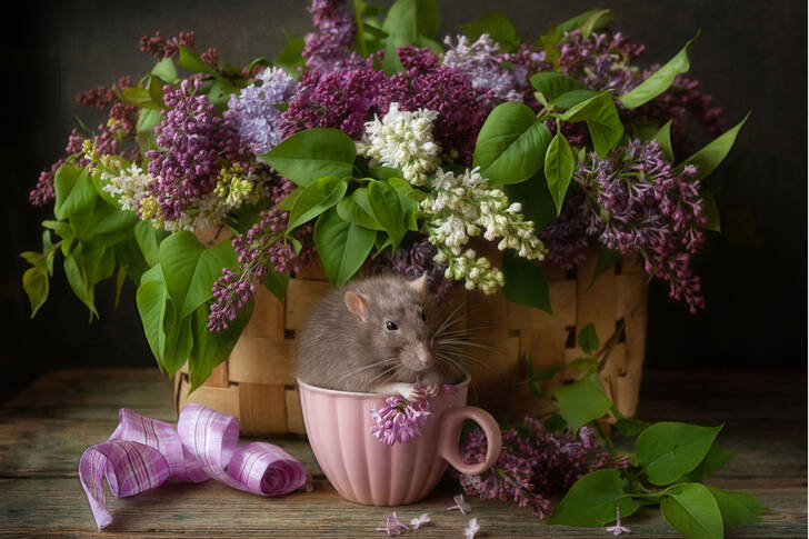 Șobolan într-o ceașcă și un buchet de liliac