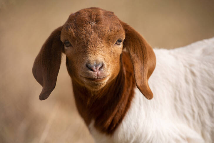 Portret de capră