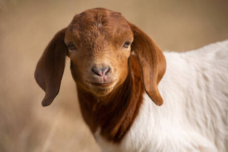 Baby goat portrait