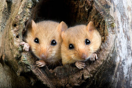 Two dormouse in a hollow