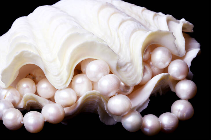 Pearl necklace in a shell