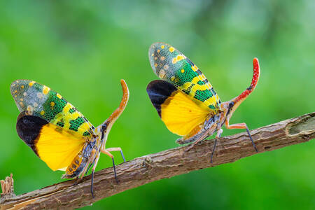 Lantern bugs on a branch