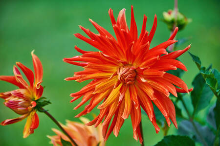 Dahlia Merah