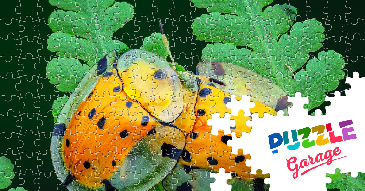 Tortoise beetles Jigsaw Puzzle (Animals, Insects) Puzzle Garage