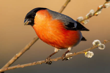 Bullfinch di cabang