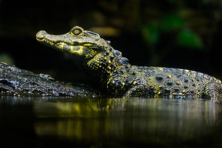 Smooth-fronted caiman in the river