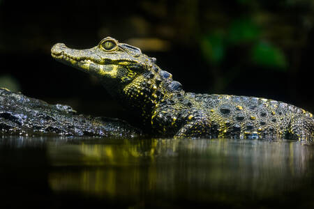 Caiman berbatas halus di sungai