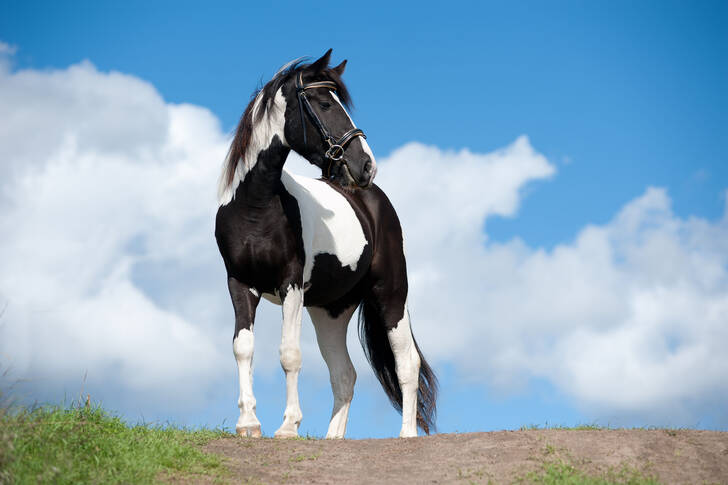 A piebald horse against the sky