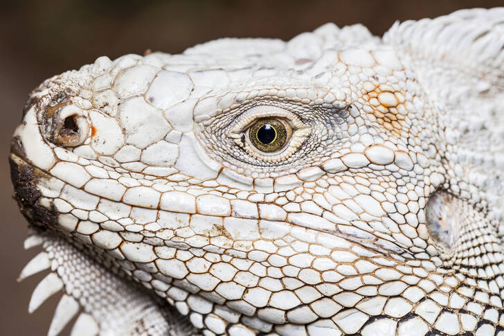 Portrait of a white iguana