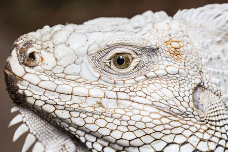 Portrait d'une iguane blanche