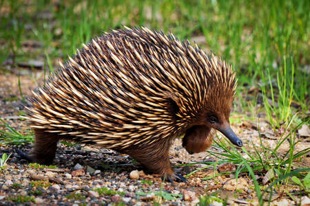 Echidna