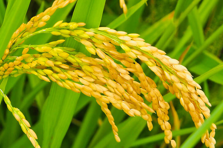 Espigas de arroz