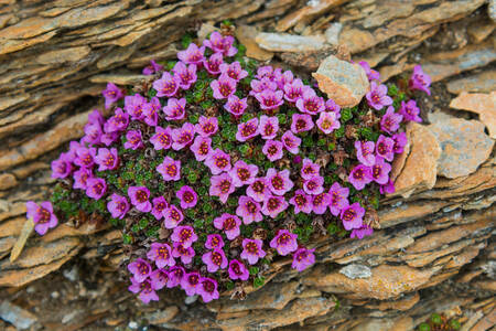 Flores sobre las rocas