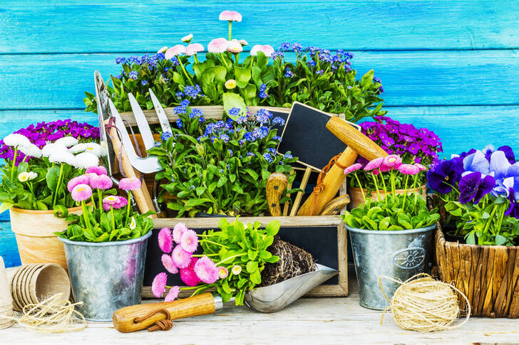 Tools and garden flowers