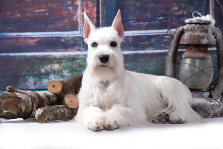 Schnauzer miniature de couleur blanche