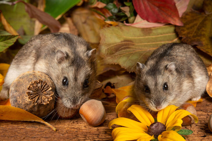 Hamsters in autumn leaves