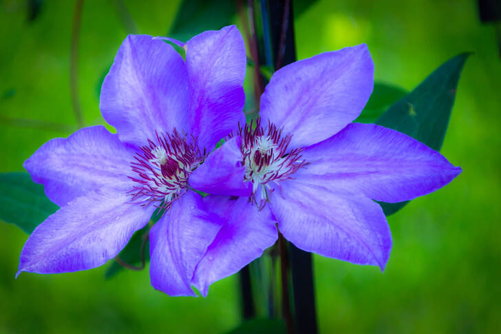 Clematis flowers